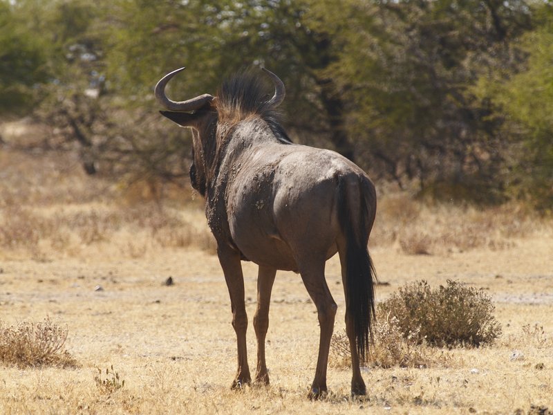 Etosha National Park, Gnu